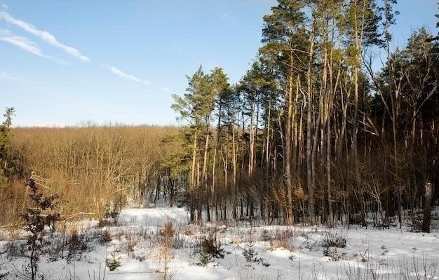 Красота русского леса в разные времена года по произведению Соколова-Микитова "Русский лес"