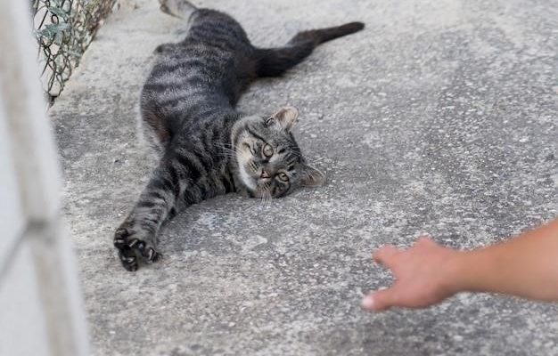 Кот, который гулял сам по себе: краткий пересказ